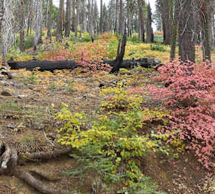 Tuolumne Grove