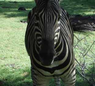 Die kann man auch streicheln