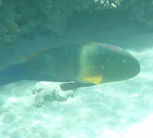 Einige Schnorchel Bilder am Strand