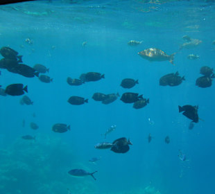 Submarine Sharm