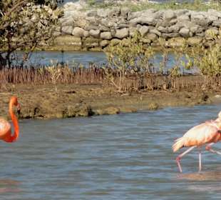 Blick über die Saline Sint Marie