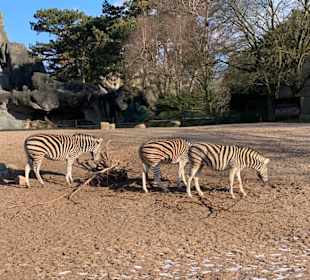 Zebras
