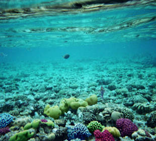 Einmalige Unterwasserwelt