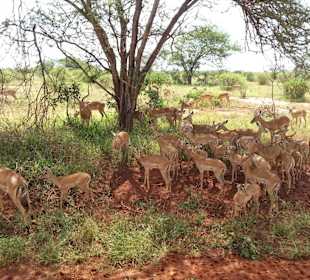 Viele Tiere hautnah erleben