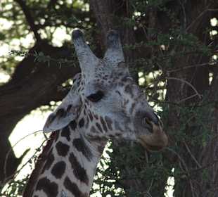 Julius Tact / JT Safaris