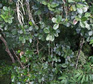 Dżungla w parku Taman Negara