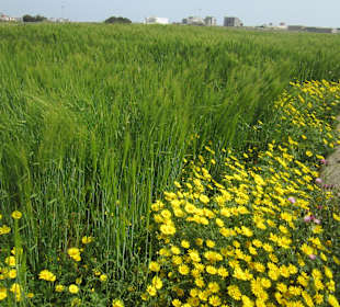 Blühende Felder verbergen die Ausgrabungen
