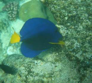 Nur beim Schnorcheln ...