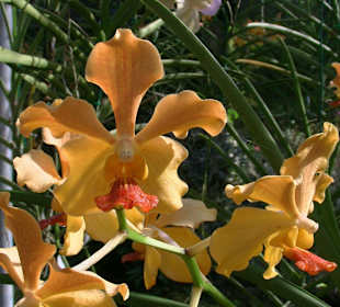 Orchidee