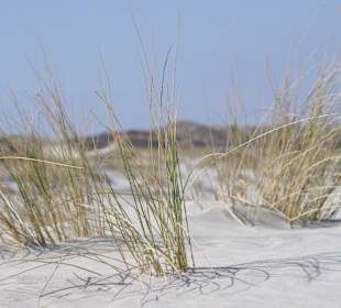 Dünengras