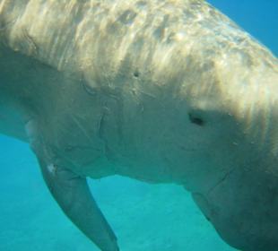 Seekuh ( Dugon) in Abu Dabab