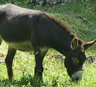 Bei einer Wanderung im Oytal bei Oberstdorf