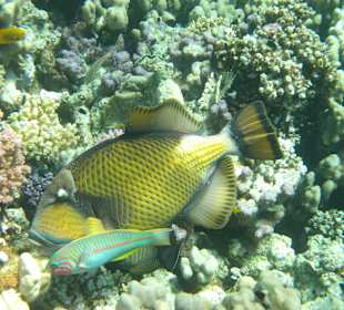 Schnorcheln Abu Dabbab