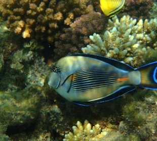 Fisch