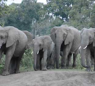 Elefanten in der Dämmerung