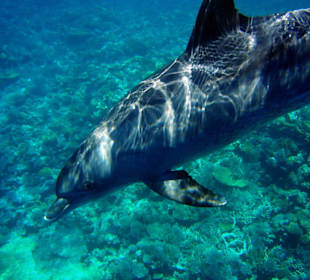 Delfin