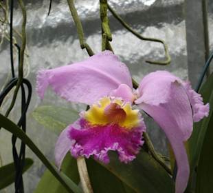 Wunderschöne Blume