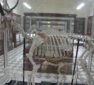 Jeden z eksponatow w muzeum.