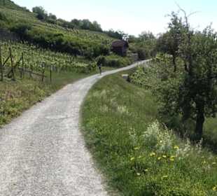 Früchtetrauf - Wurmlinger Kapellenwegle