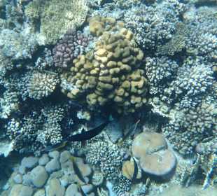 Unterwasserwelt Bootstour Utopia