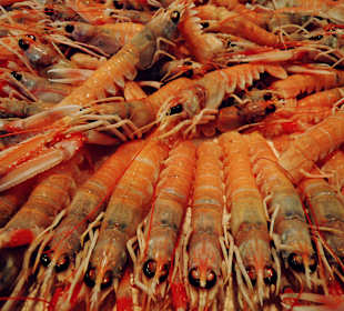 Mercado central, Cadiz