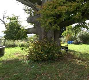 Naturdenkmal "Stockacher Linden"