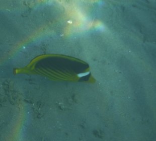 Unterwasseraufnahme am Hausriff