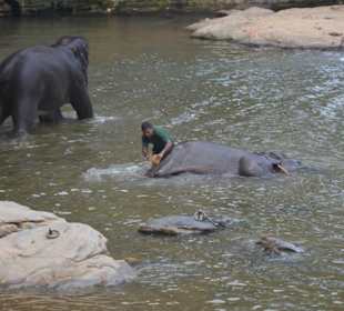 Pinnewala Elefantenbaden