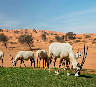 Wüstentour Ras al Khaimah