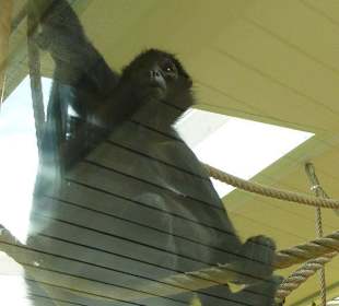 Braunkopf Klammeraffe