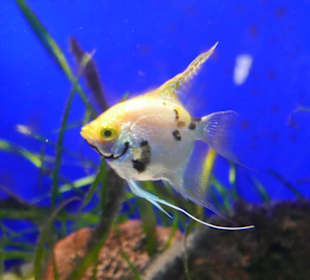 Manche lassen sich gut fotografieren