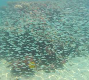 Beim Schnorcheln