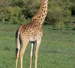 Giraffe