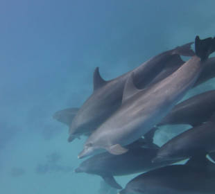 Delfinausflug mit Mo