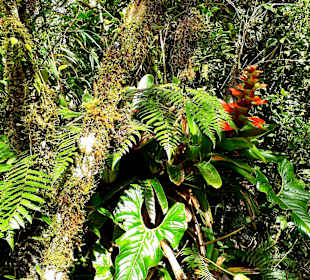 Podocarpus Nationalpark