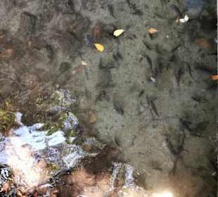 RH Tours Ausflüge Punta Cana