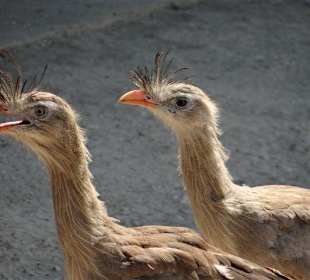 Interessantes Federkleid