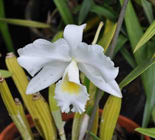Jardín de Aclimatación de La Orotava