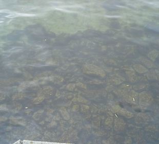 Sehr sauber das Wasser im Hafen