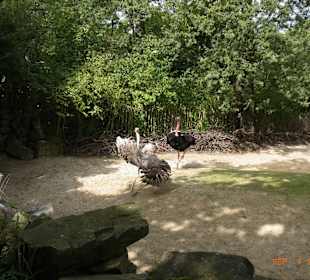 ZOO Hannover