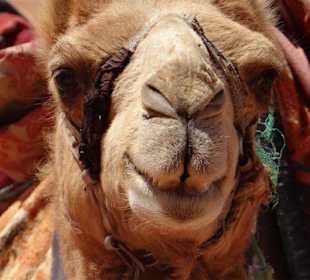 Mögliches Transportmittel