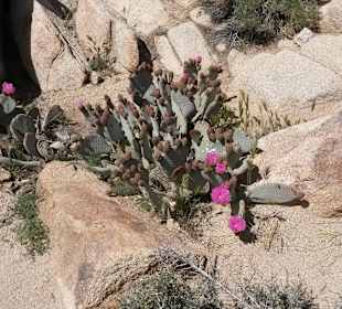 Joshua Tree National Park