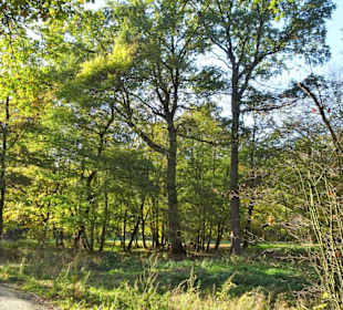 Spaziergang durch den Kurpark Wilhelmshaven