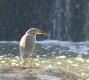 Verschiedene Vogelarten