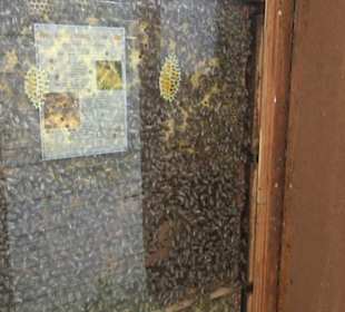 ALB-GOLD Naturgarten