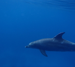 Tour am 21.05.2014 Mogli - Delfine & Freunde 