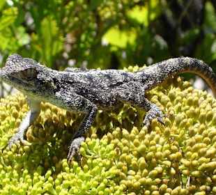 Wanderung auf denTafelberg