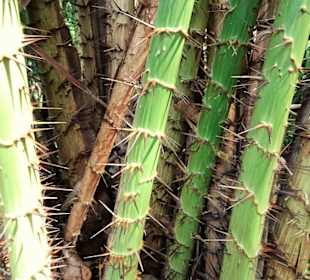 Impressionen vom Jardin des Parfums et des Epices