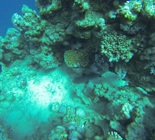 Kleiner Hai im "Unterstand"