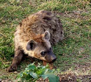 Ein Auge kann man ja riskieren